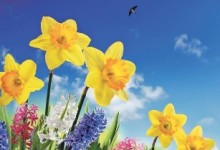 Bild Blumen