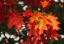 Herbstbild